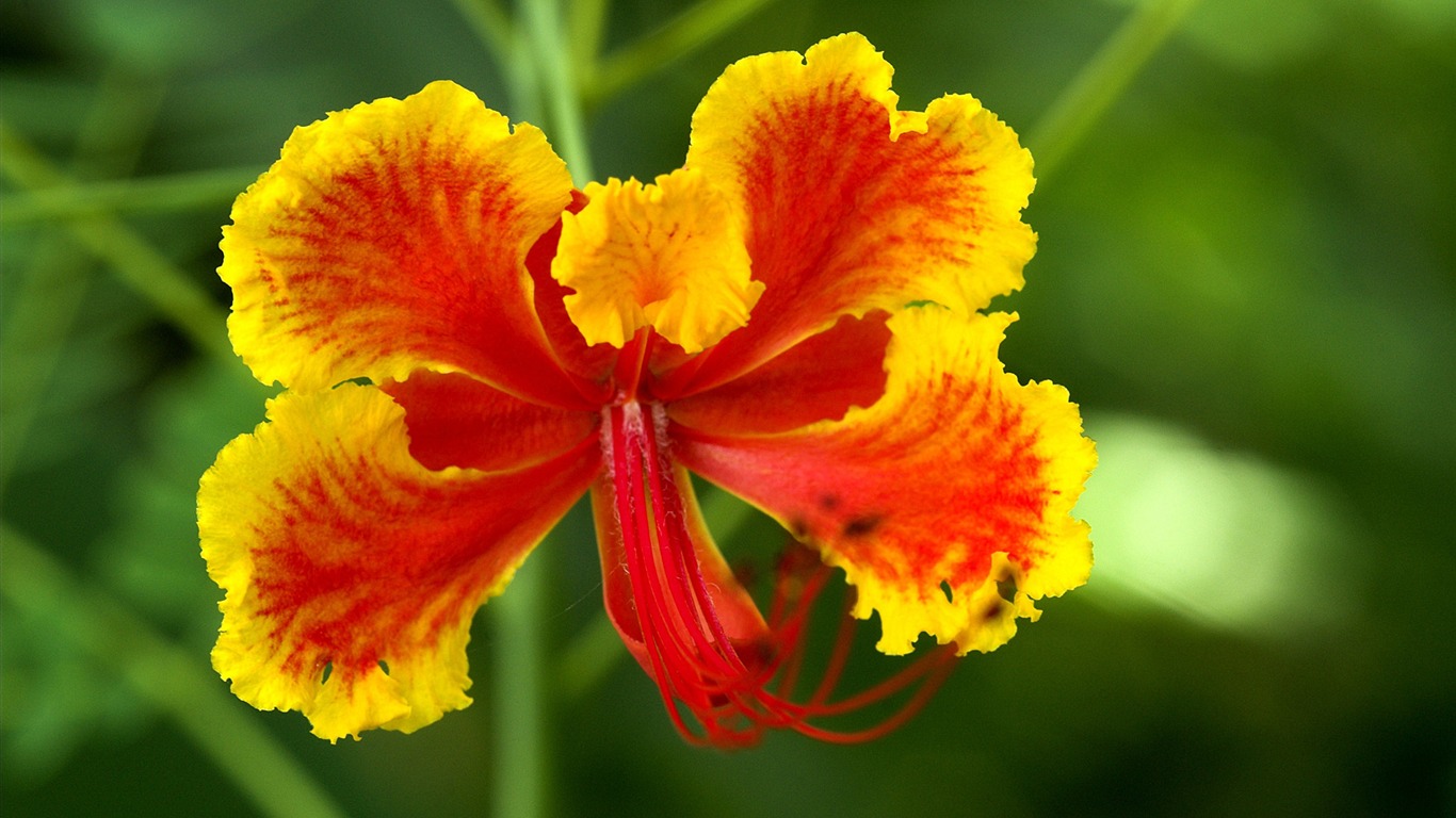 fleurs fond d'écran Widescreen close-up (14) #12 - 1366x768