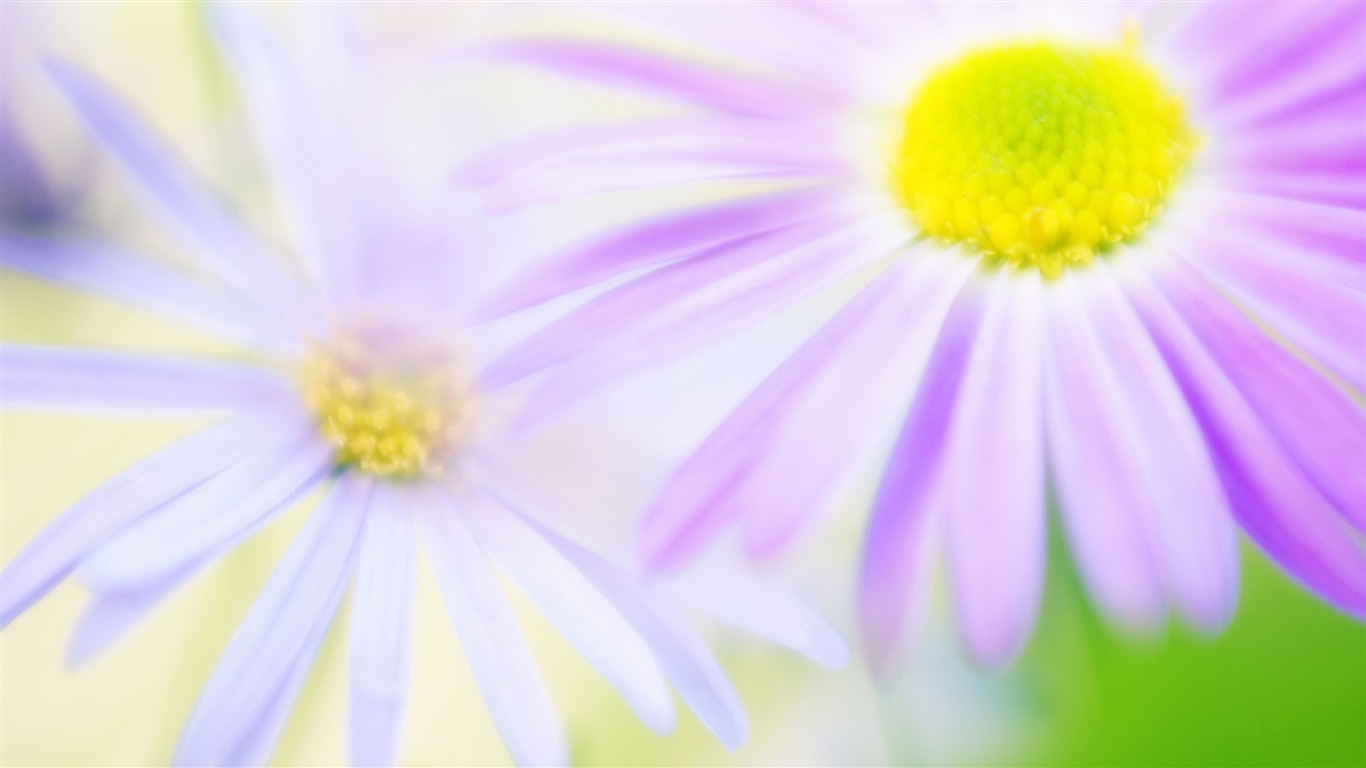 fleurs fond d'écran Widescreen close-up (14) #15 - 1366x768