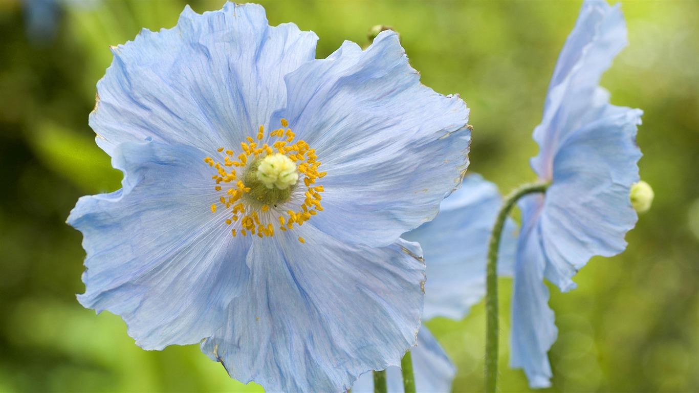 fleurs fond d'écran Widescreen close-up (14) #19 - 1366x768