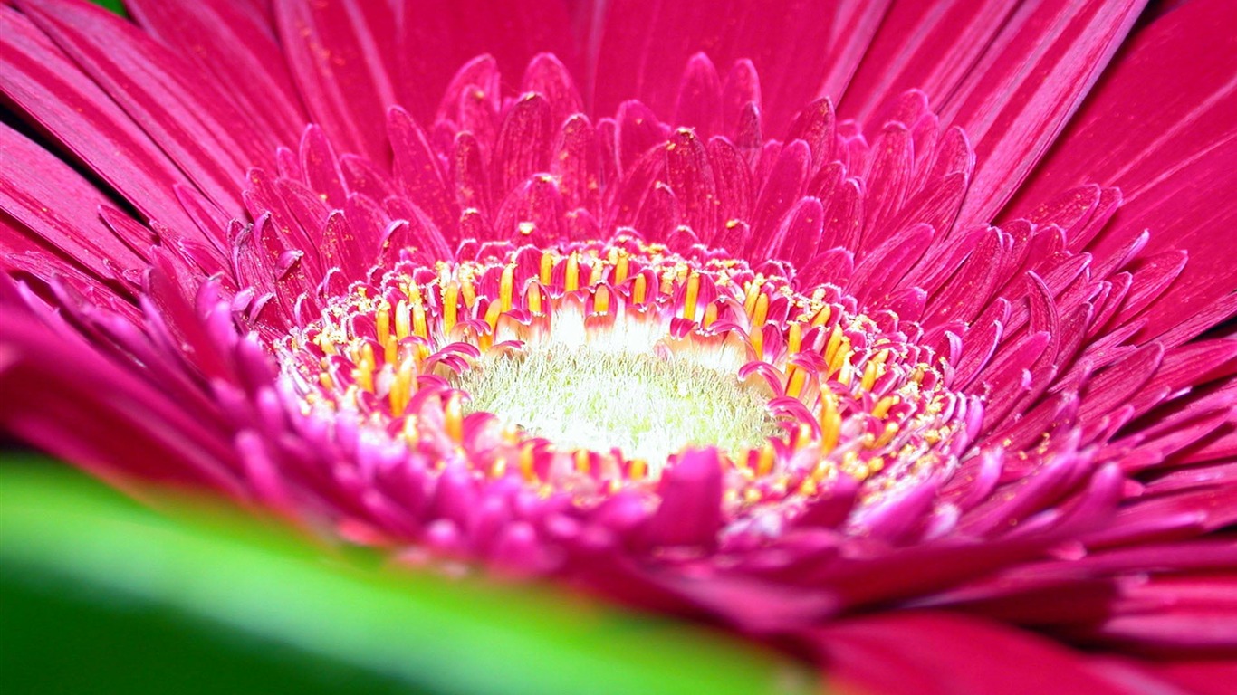 Widescreen wallpaper flowers close-up (15) #1 - 1366x768