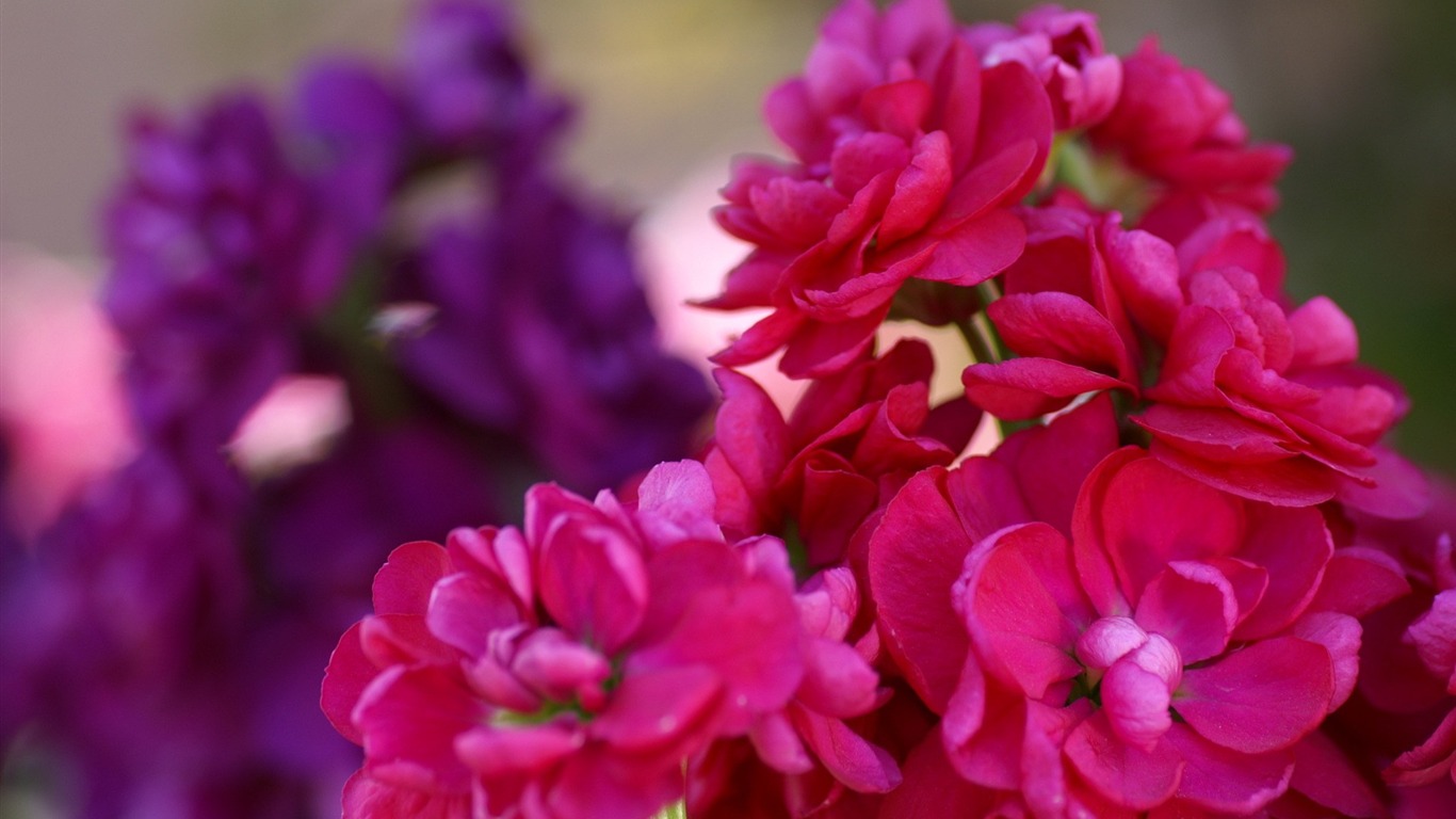Širokoúhlý tapety květiny close-up (15) #4 - 1366x768