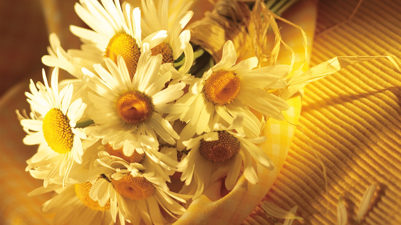 Širokoúhlý tapety květiny close-up (15) #6 - 1366x768