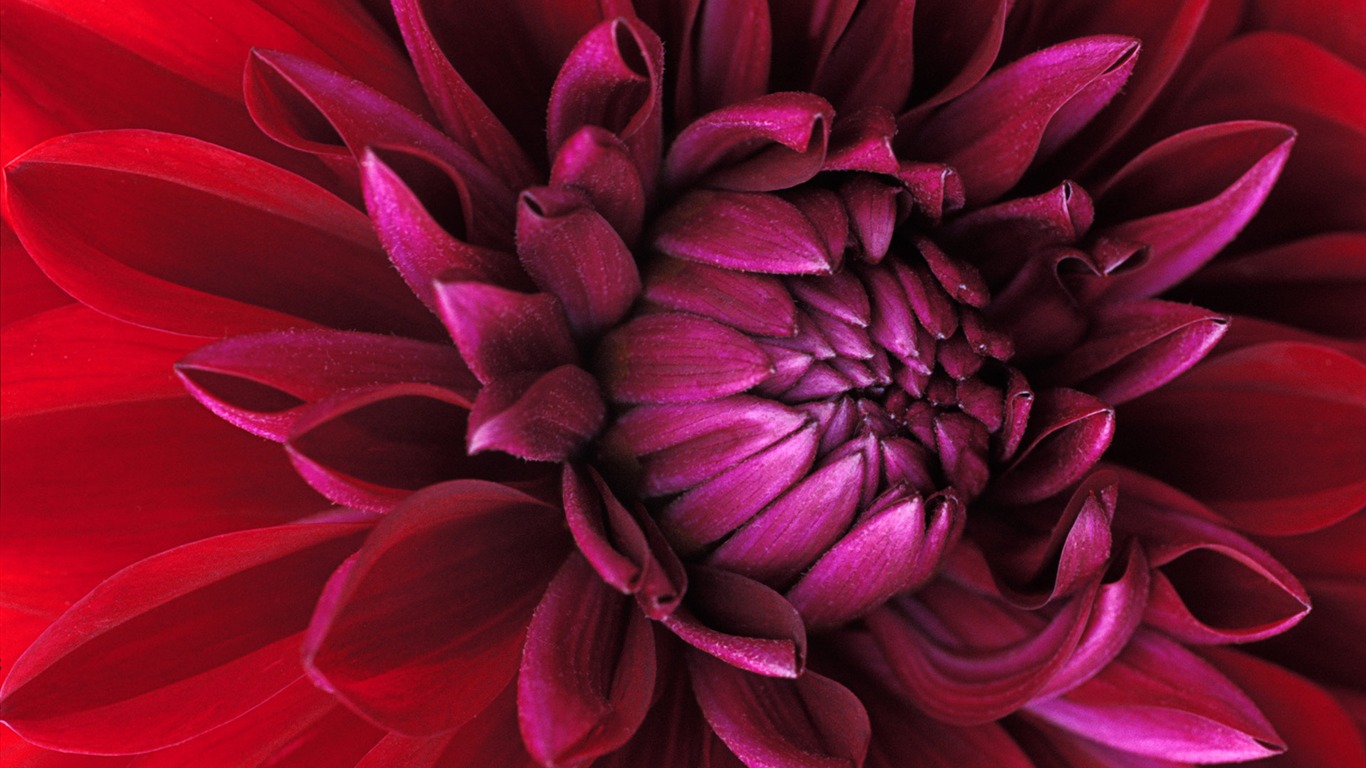 Širokoúhlý tapety květiny close-up (15) #7 - 1366x768