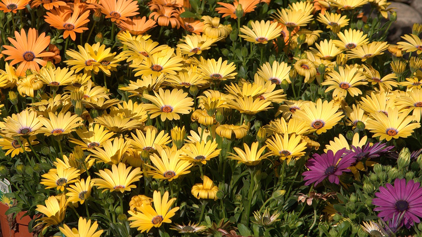 Širokoúhlý tapety květiny close-up (15) #20 - 1366x768