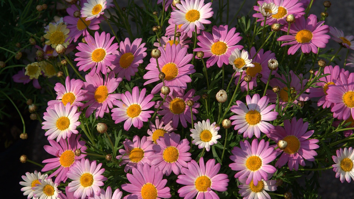 fleurs fond d'écran Widescreen close-up (16) #2 - 1366x768