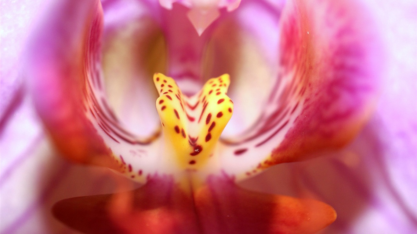 Širokoúhlý tapety květiny close-up (18) #5 - 1366x768