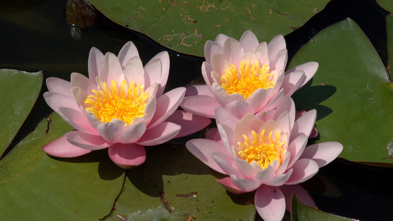 Water Lily HD papel tapiz #1 - 1366x768