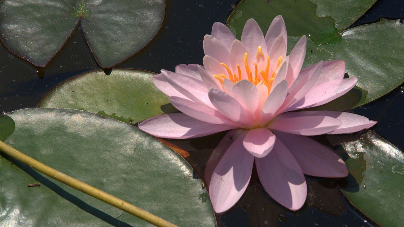 Water Lily HD papel tapiz #2 - 1366x768