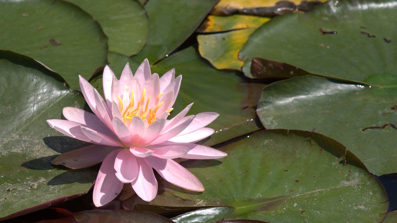 Water Lily HD wallpaper #4 - 1366x768