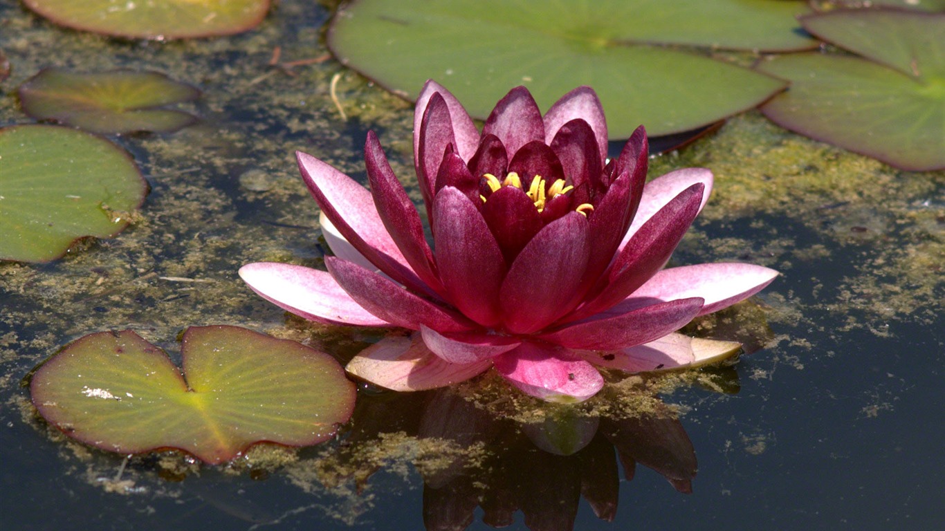 Water Lily HD Wallpaper #5 - 1366x768