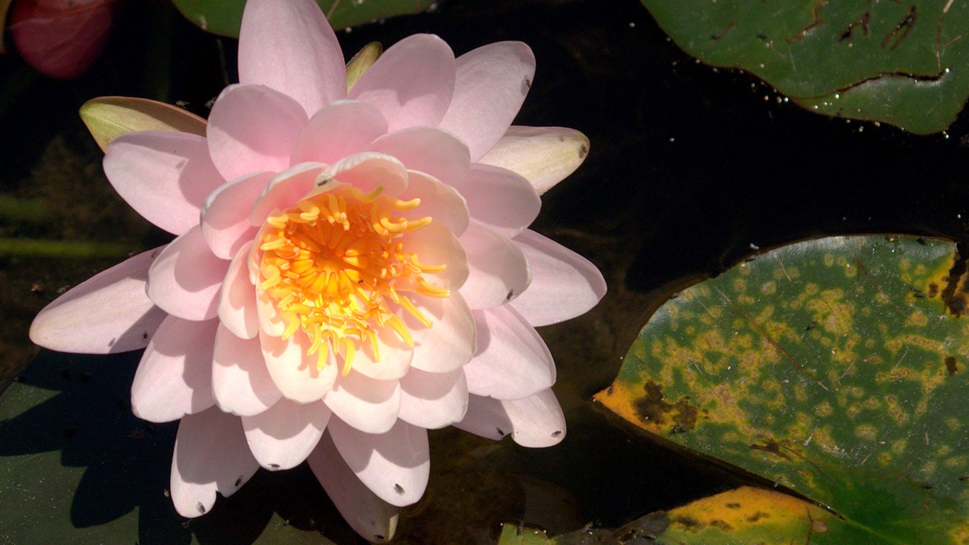 Water Lily wallpaper HD #18 - 1366x768