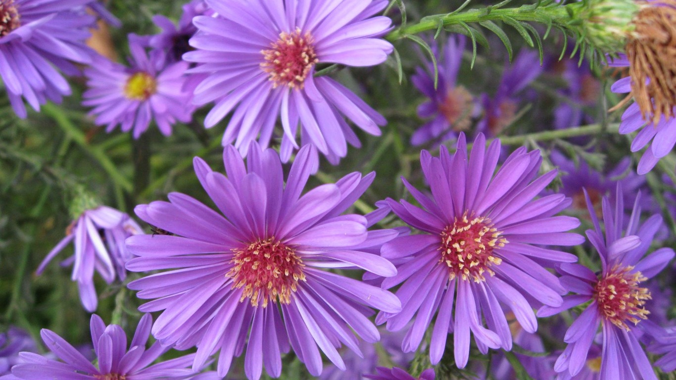 Aster Flowers 紫菀花 壁纸专辑3 - 1366x768