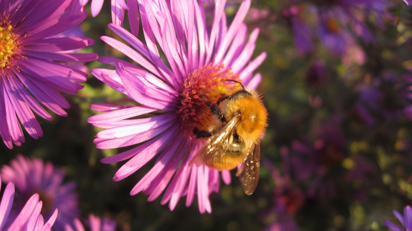 Aster Flowers Tapete Album #6 - 1366x768