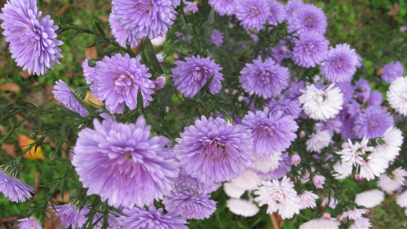 Aster Flowers 紫菀花 壁纸专辑14 - 1366x768