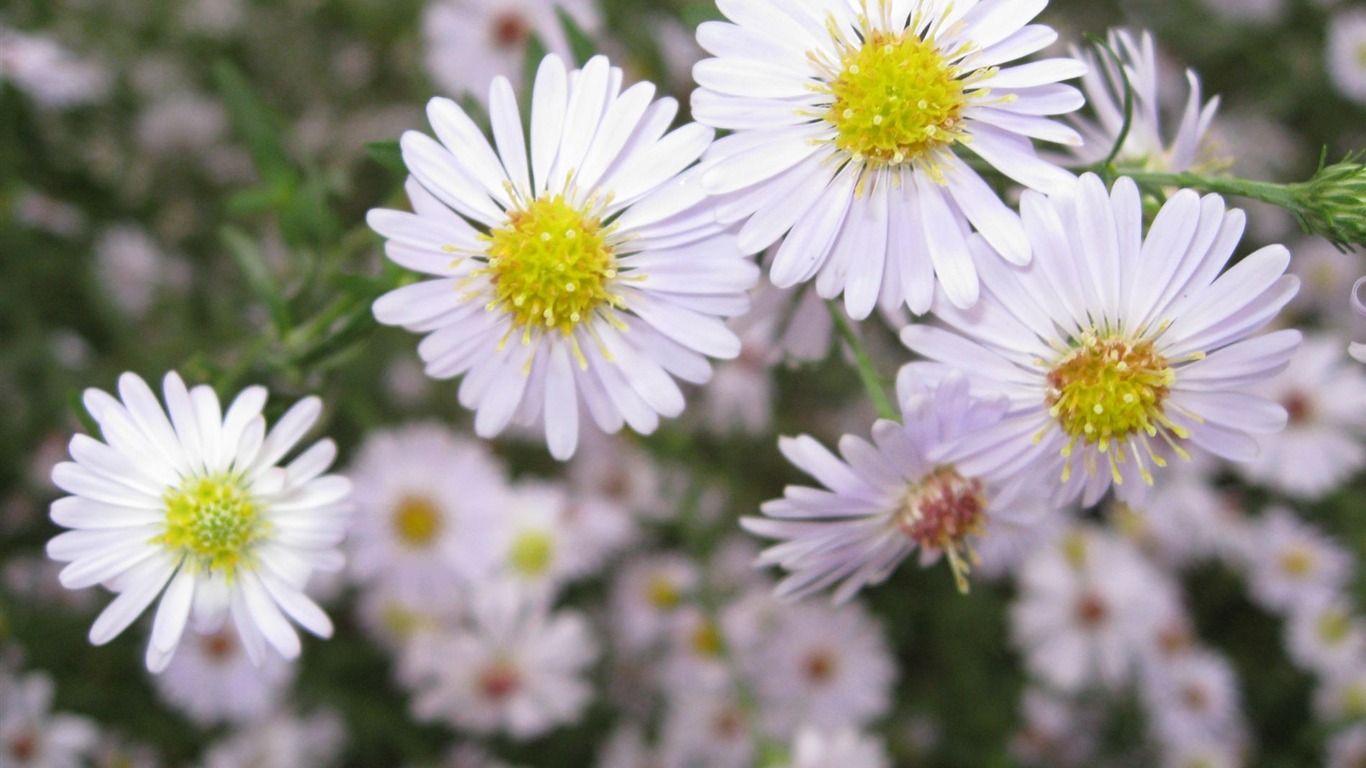 Aster Flowers 紫菀花 壁纸专辑16 - 1366x768