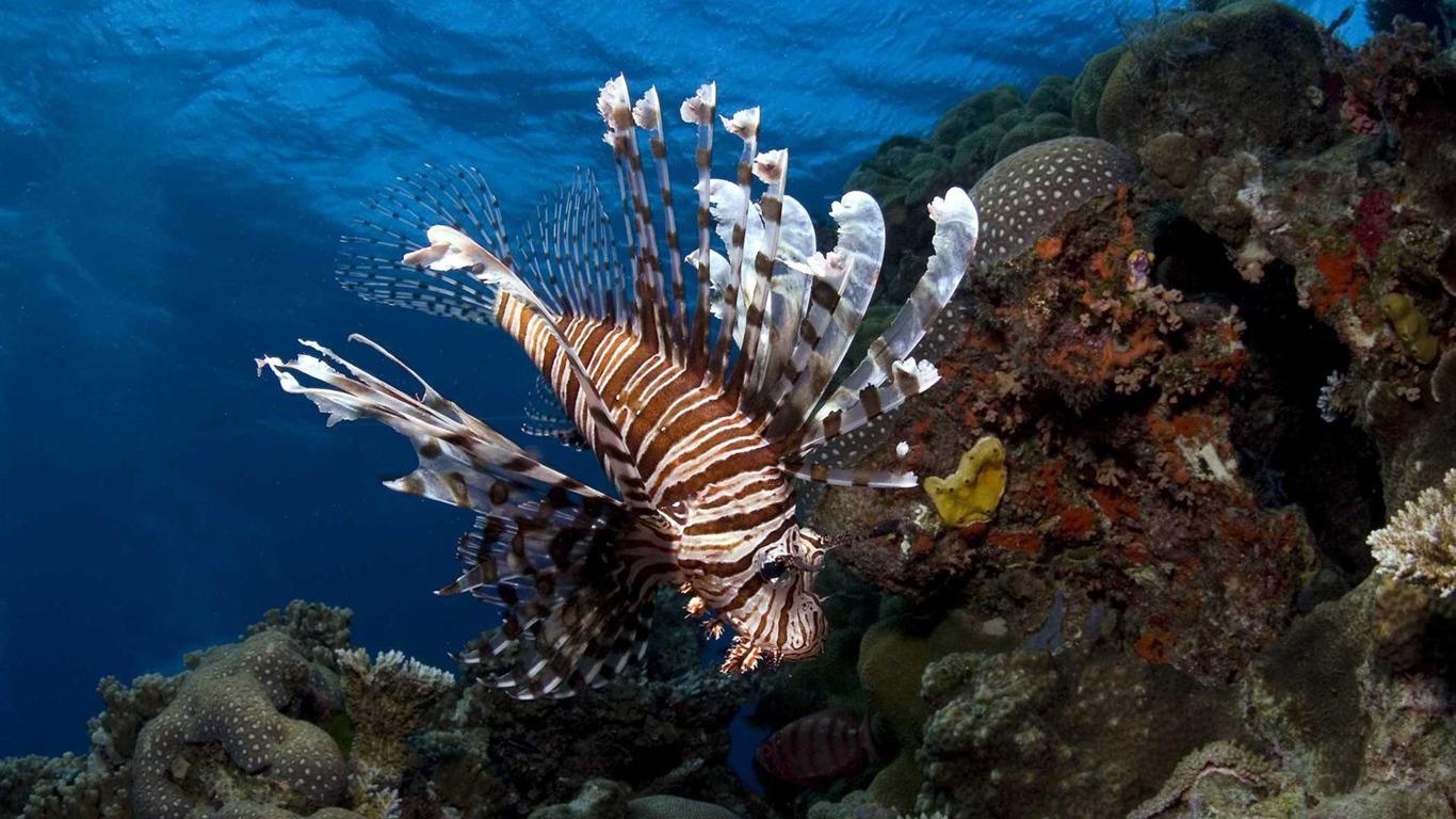 Dans le cadre du fond d'écran Sea 3D HD #14 - 1366x768