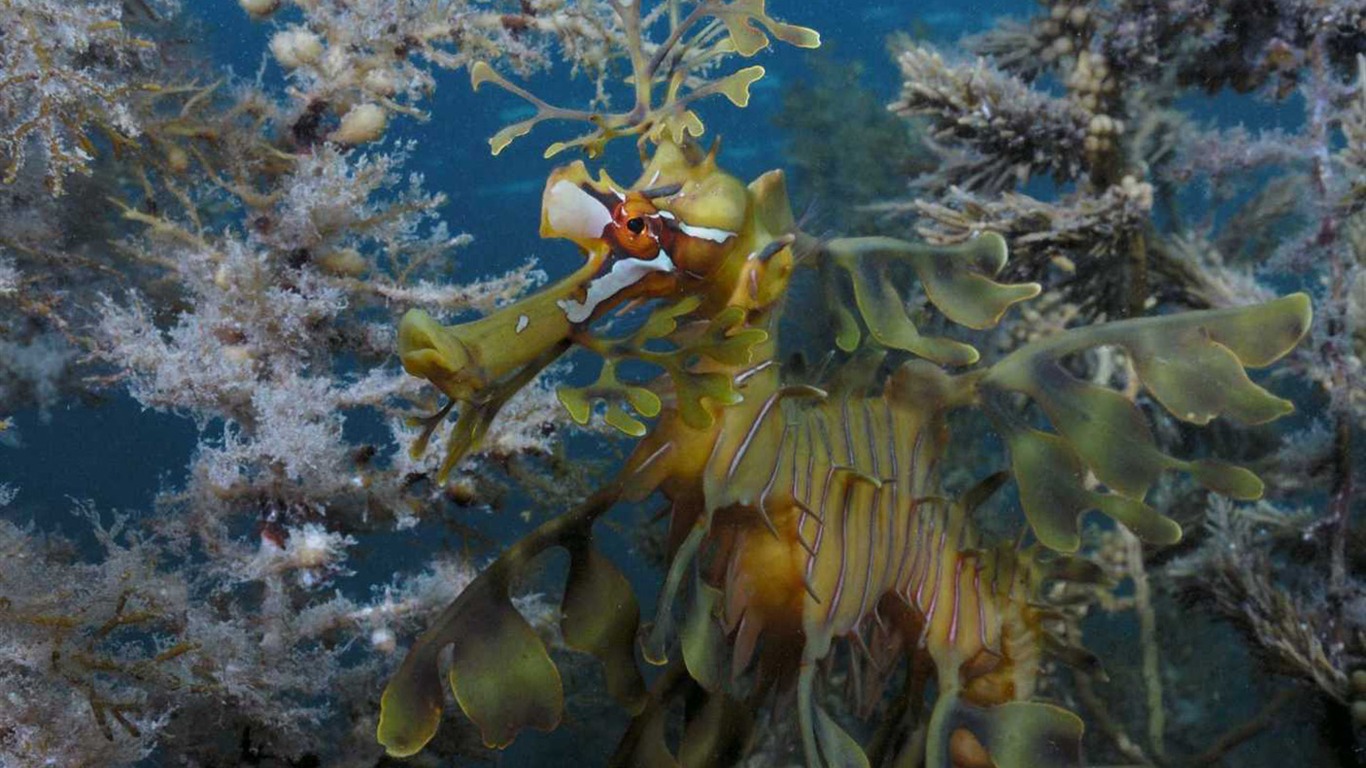 Under the Sea 3D HD Wallpaper #35 - 1366x768