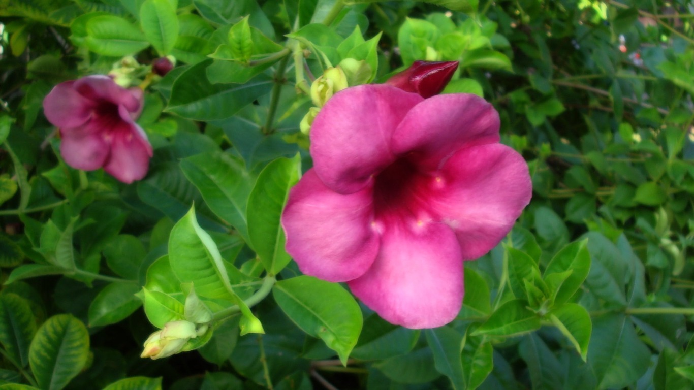 fleurs fond d'écran Widescreen close-up (19) #15 - 1366x768