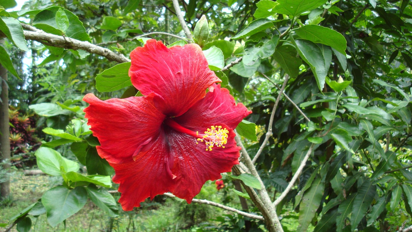 宽屏鲜花特写 壁纸(20)4 - 1366x768