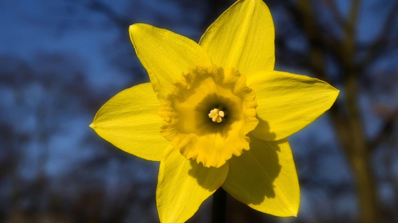 ワイドスクリーンの壁紙の花に近い(22)を開く #5 - 1366x768