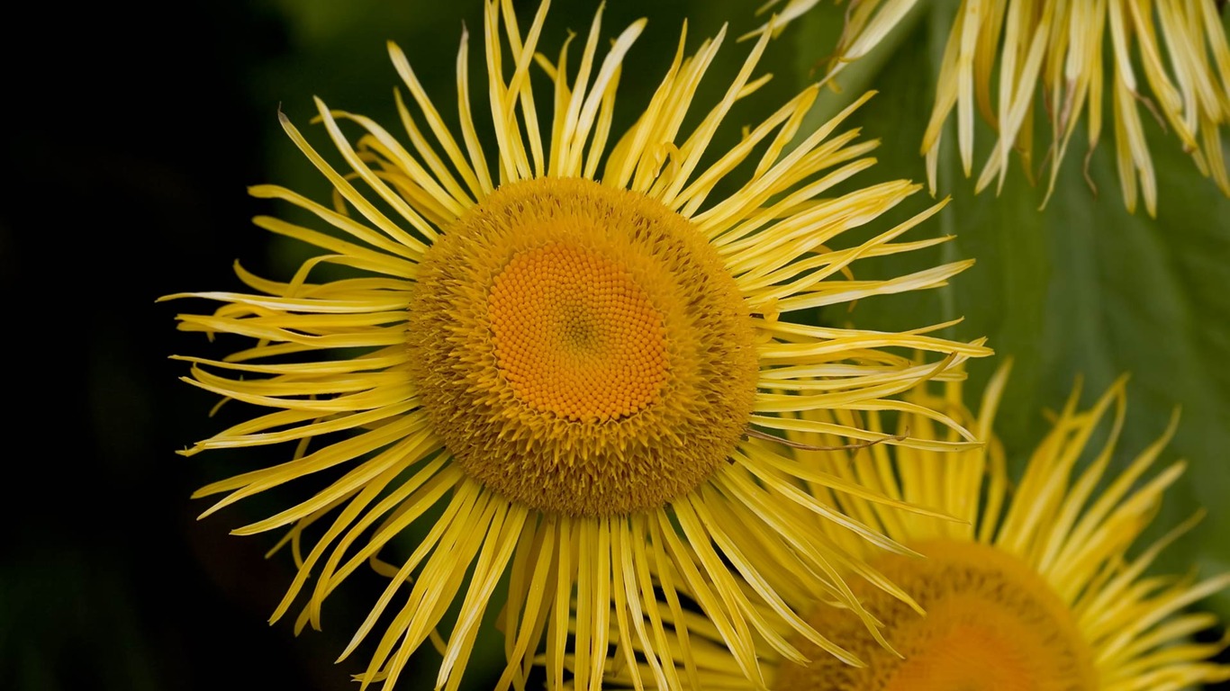 fleurs fond d'écran Widescreen close-up (22) #12 - 1366x768