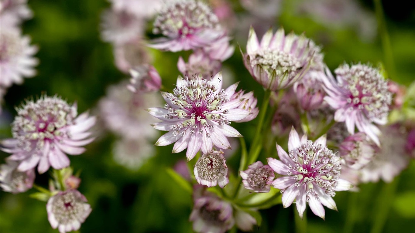 fleurs fond d'écran Widescreen close-up (22) #14 - 1366x768