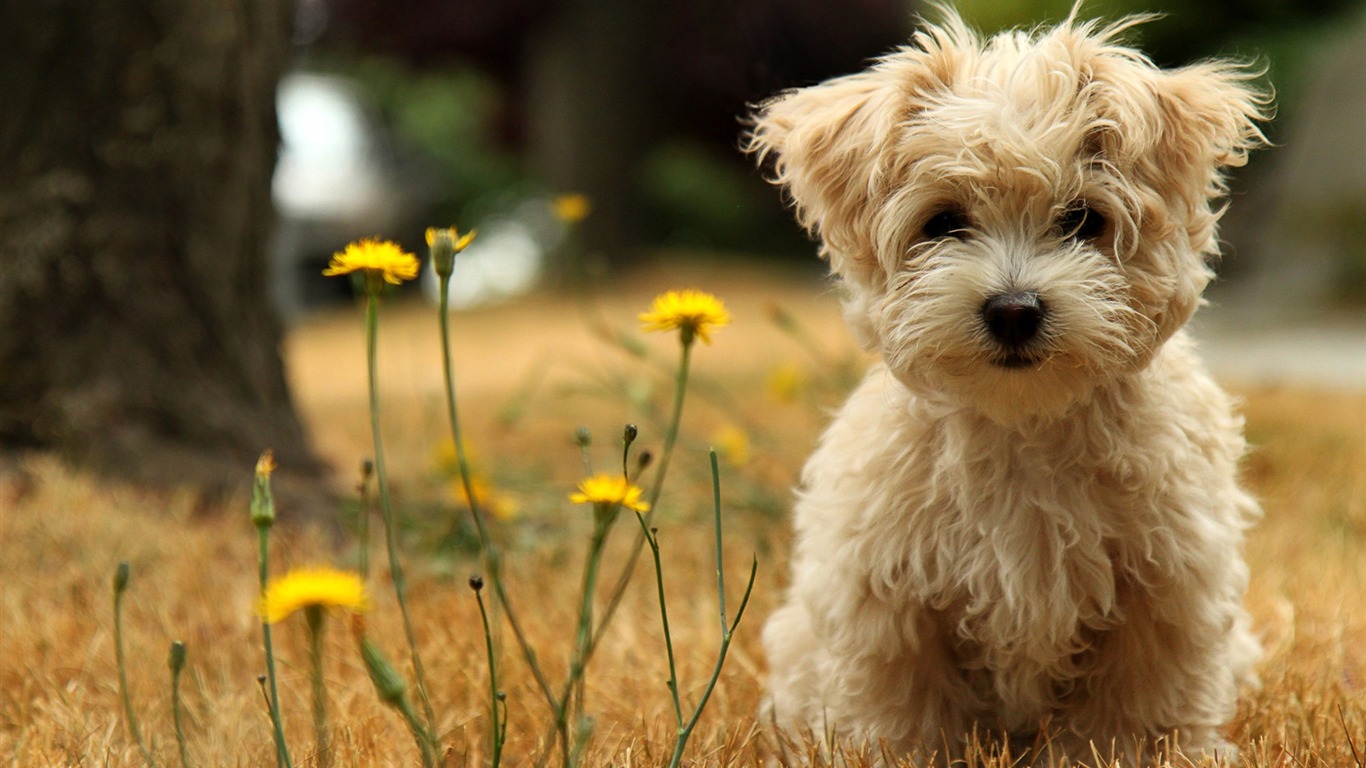 Widescreen Wallpapers Collection animale (21) #12 - 1366x768