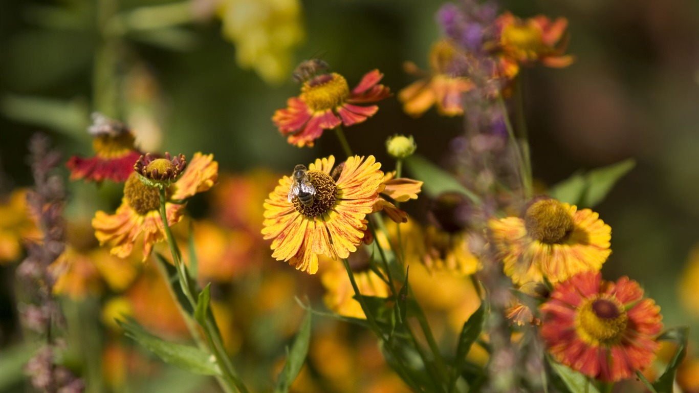 Widescreen wallpaper flowers close-up (23) #6 - 1366x768