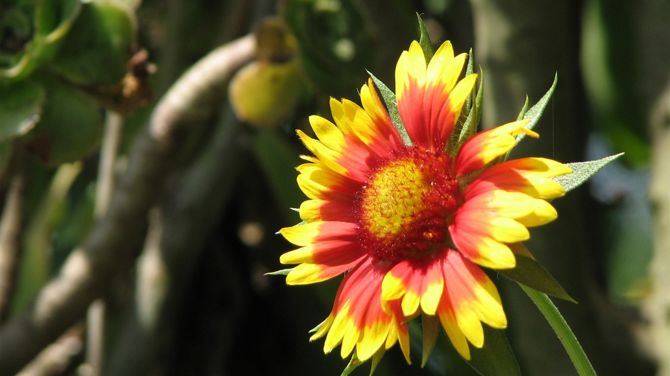 fondos de escritorio de flores con pantalla ancha de cerca (23) #18 - 1366x768