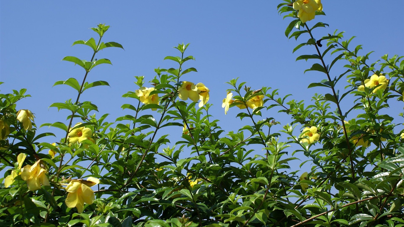 ワイドスクリーンの壁紙の花に近い(24)を開く #17 - 1366x768