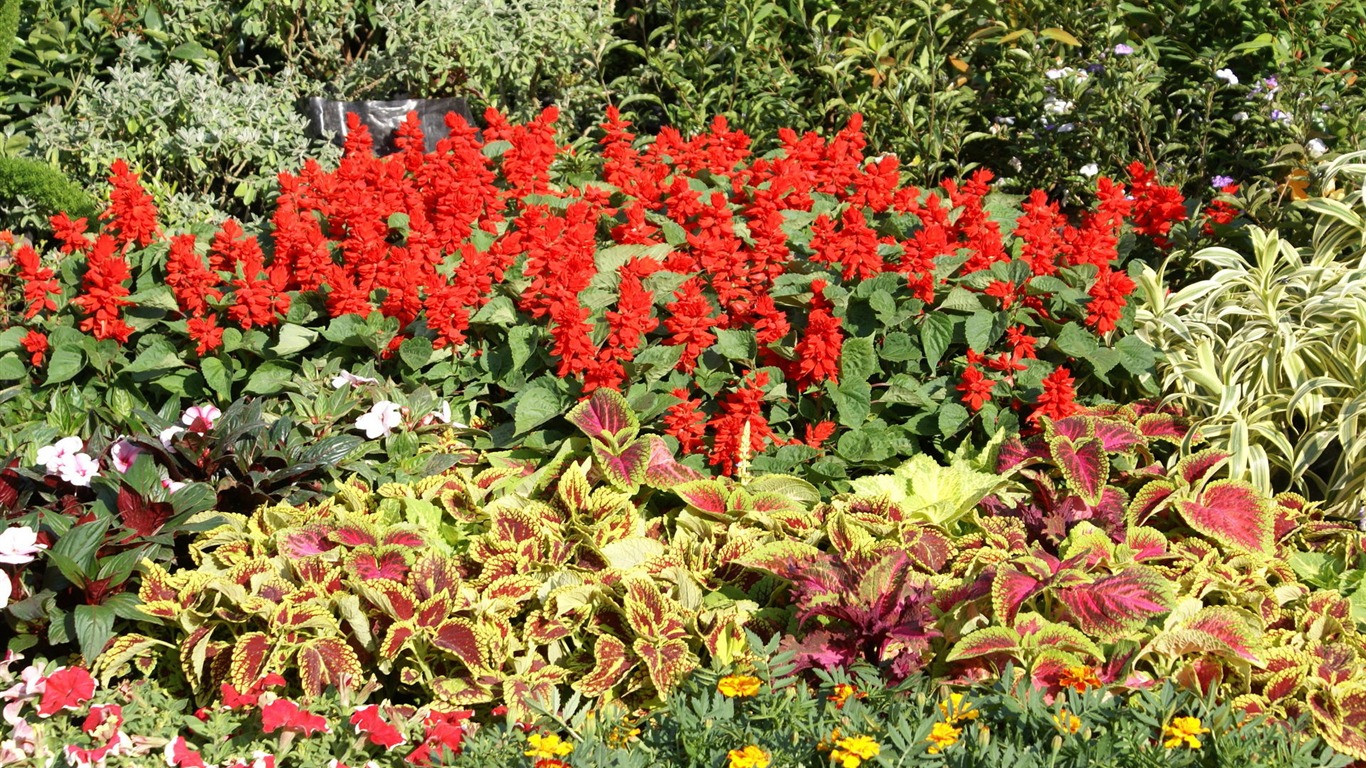 fondos de escritorio de flores con pantalla ancha de cerca (24) #20 - 1366x768