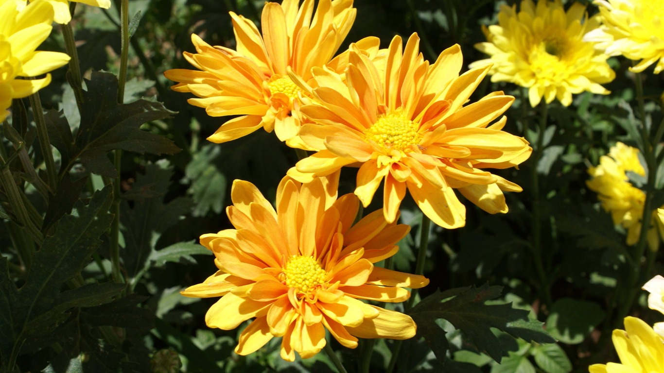 fleurs fond d'écran Widescreen close-up (25) #8 - 1366x768