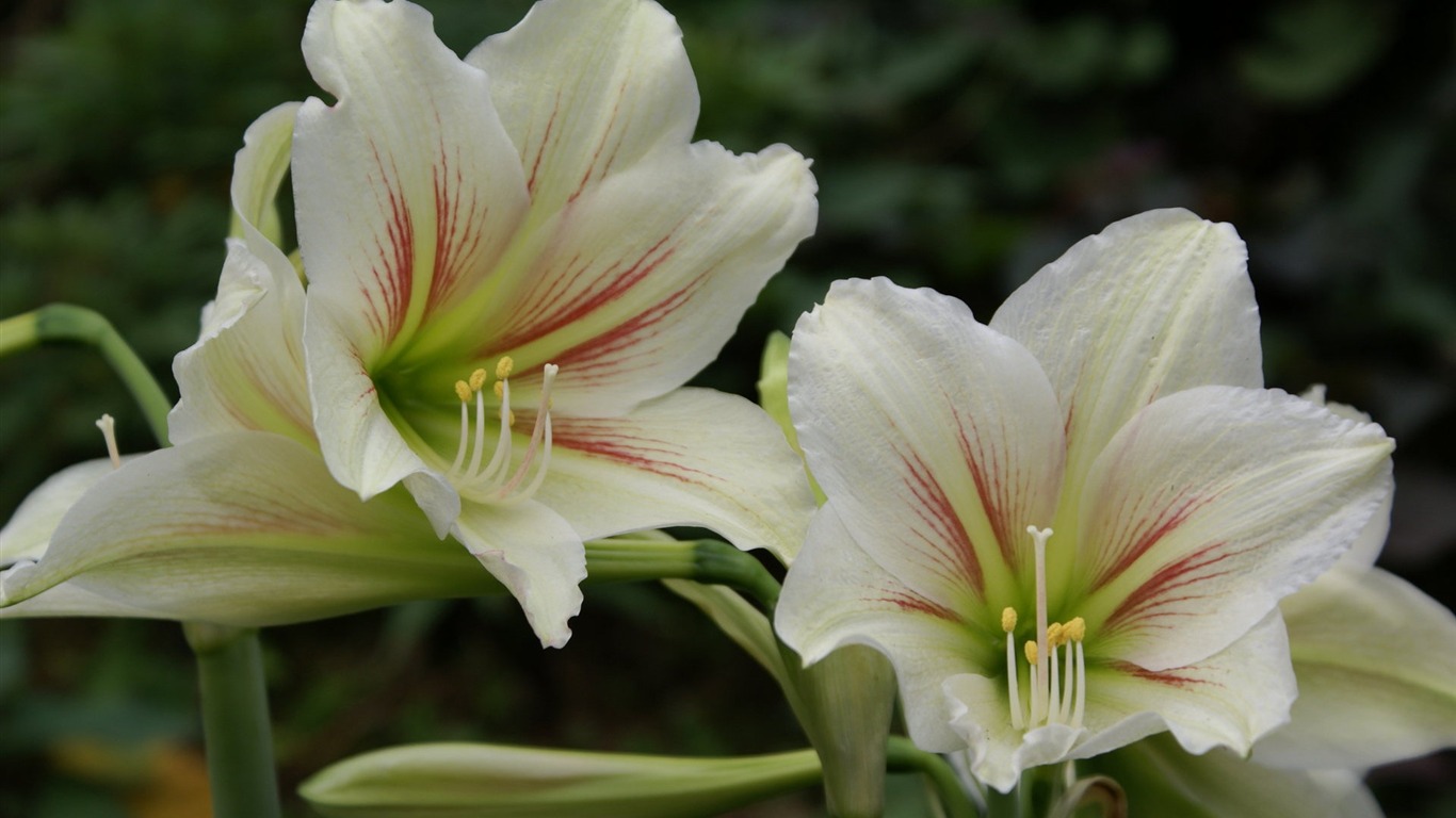 fondos de escritorio de flores con pantalla ancha de cerca (25) #18 - 1366x768