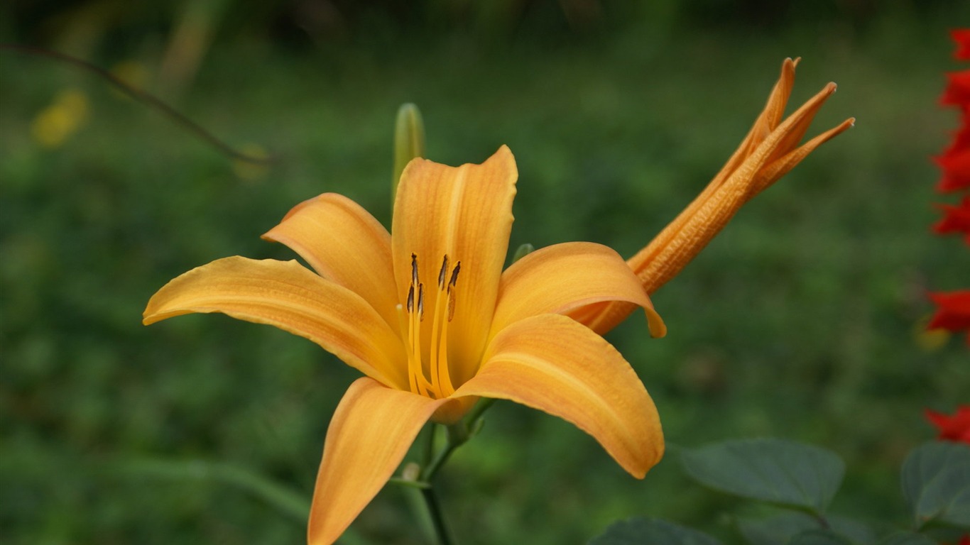 宽屏鲜花特写 壁纸(26)11 - 1366x768