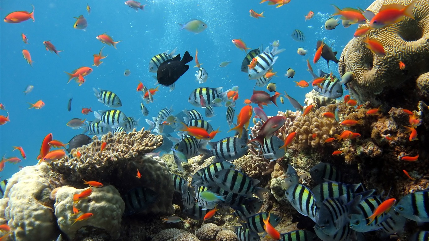 Fun Underwater World (6) #3 - 1366x768