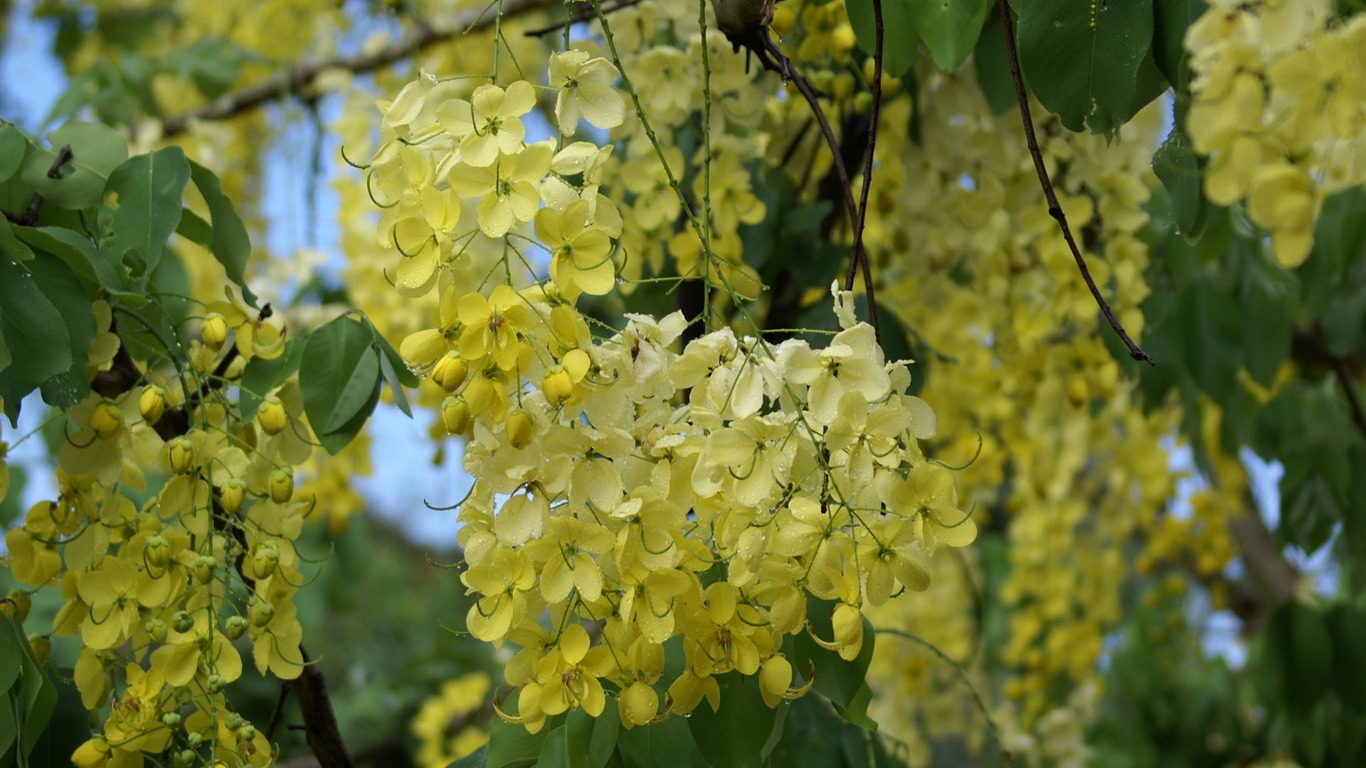 ワイドスクリーンの壁紙の花に近い(27)を開く #10 - 1366x768