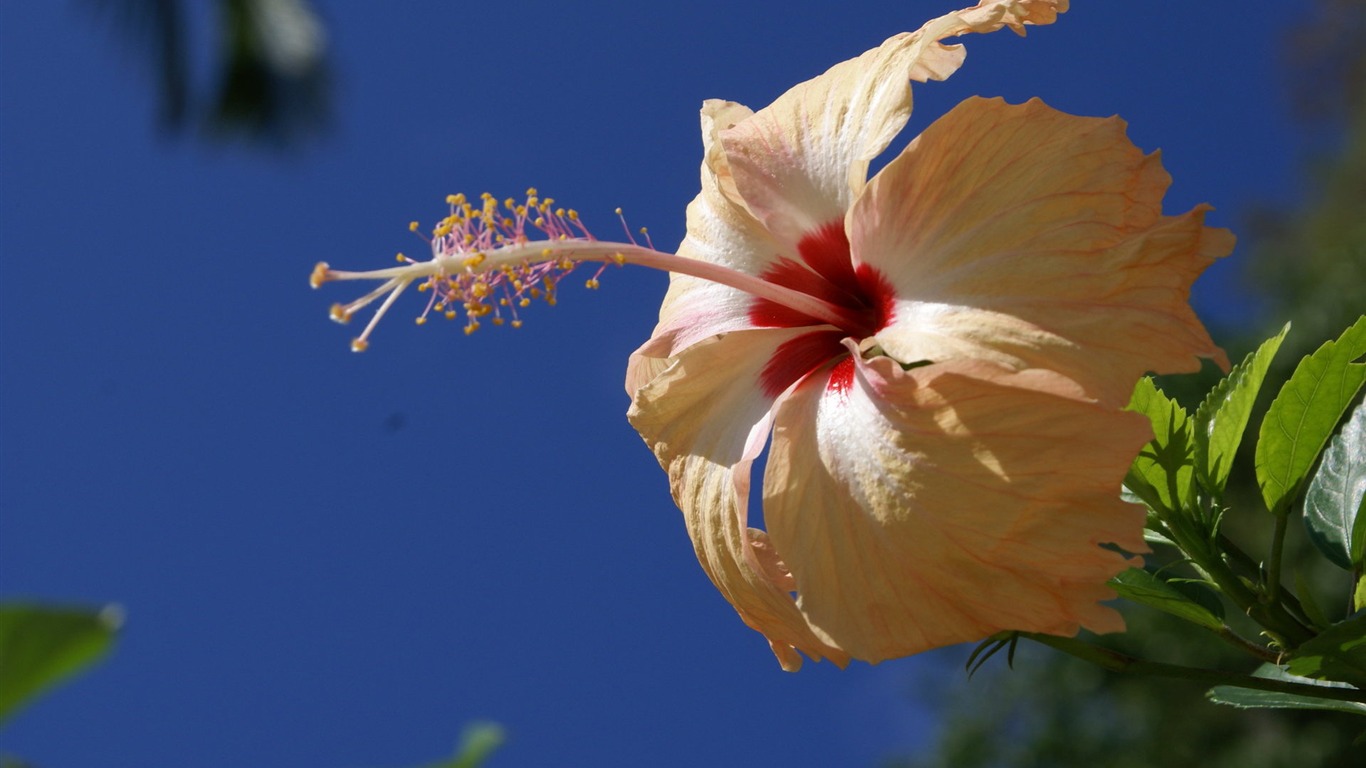 fondos de escritorio de flores con pantalla ancha de cerca (28) #7 - 1366x768