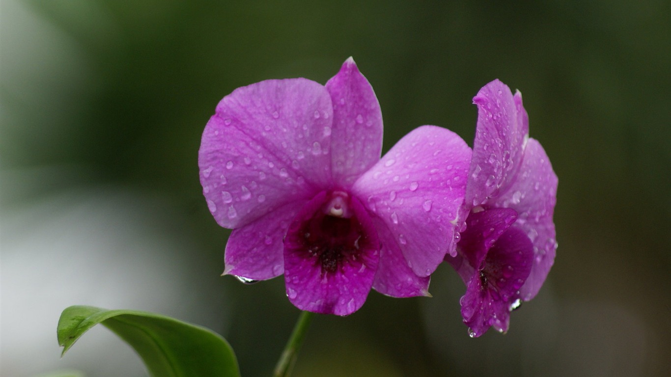 fleurs fond d'écran Widescreen close-up (28) #9 - 1366x768