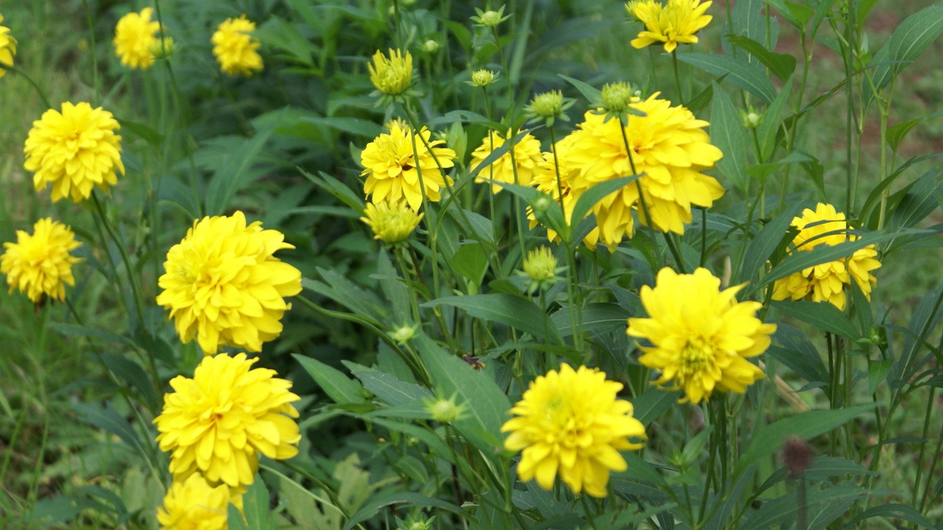 fleurs fond d'écran Widescreen close-up (28) #20 - 1366x768