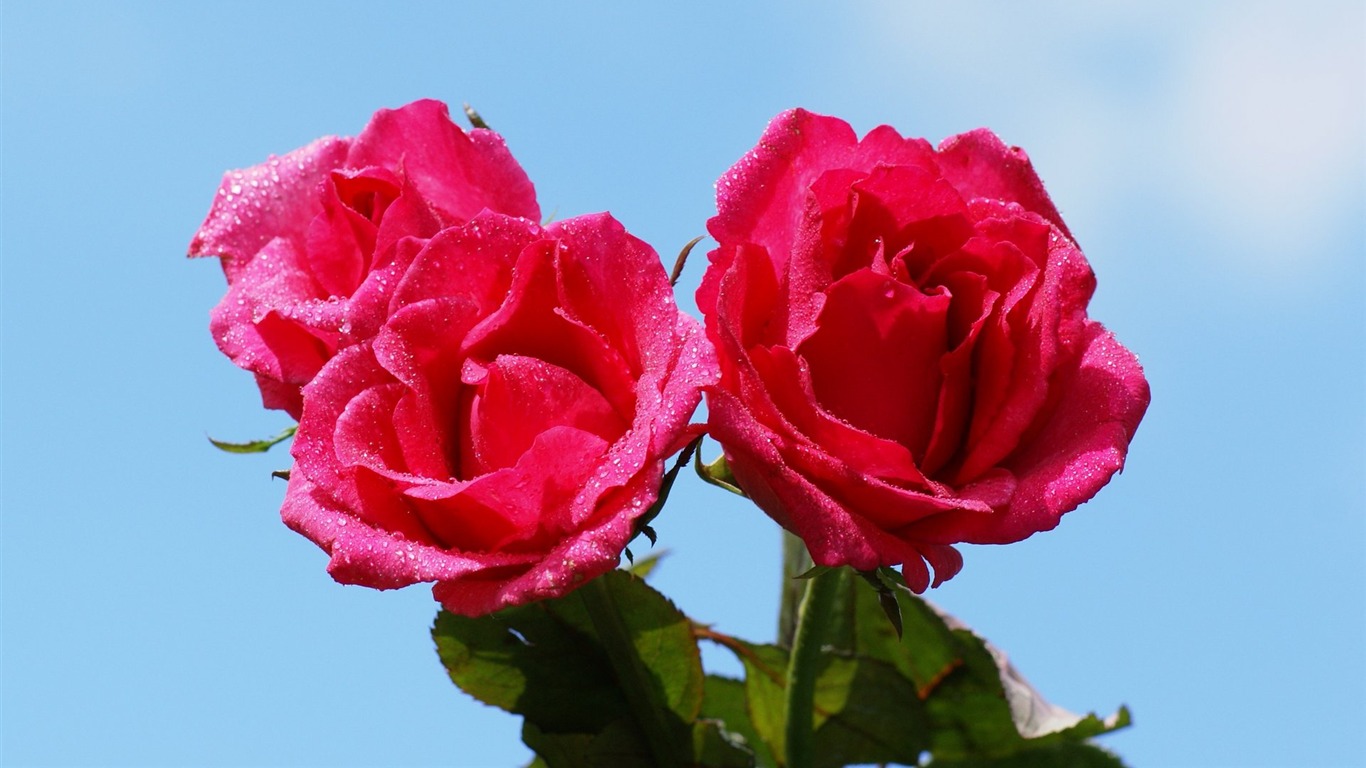 Rose Photo Wallpaper (6) #18 - 1366x768