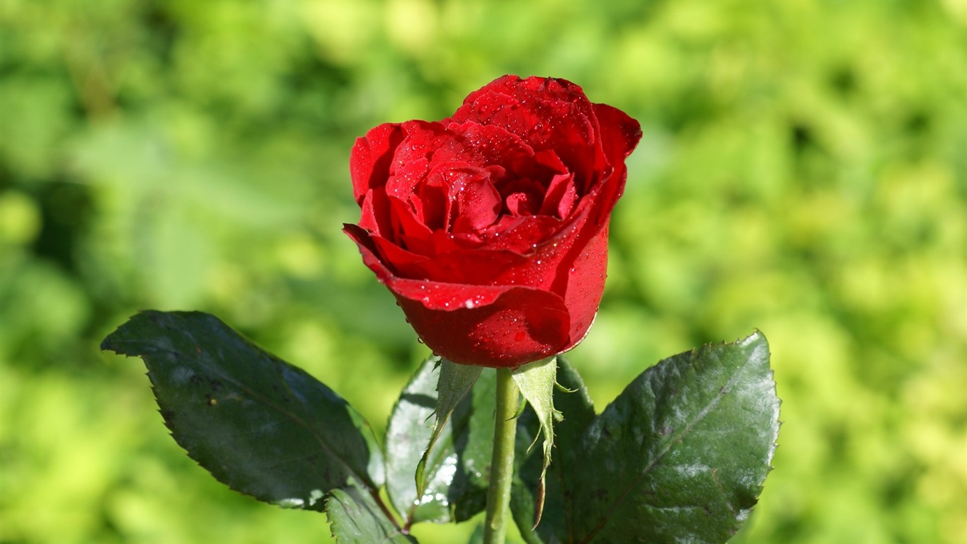 Rose Fondos de Fotografía (7) #6 - 1366x768