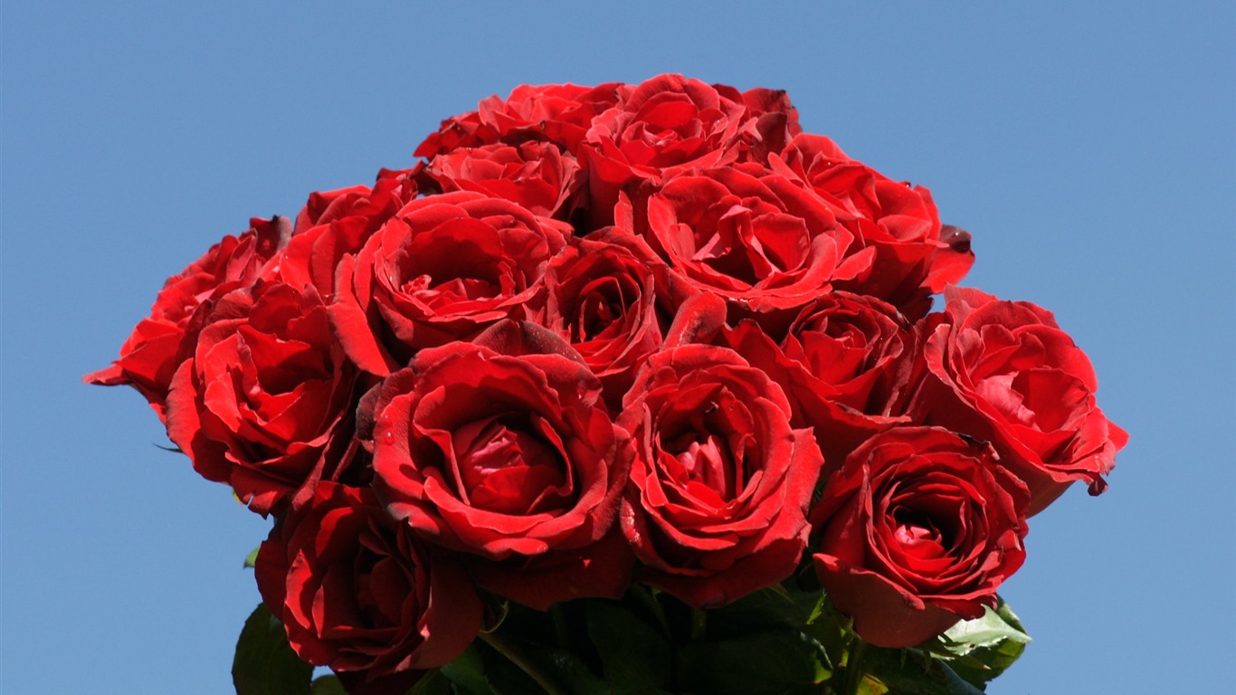 Rose Photo Wallpaper (10) #5 - 1366x768