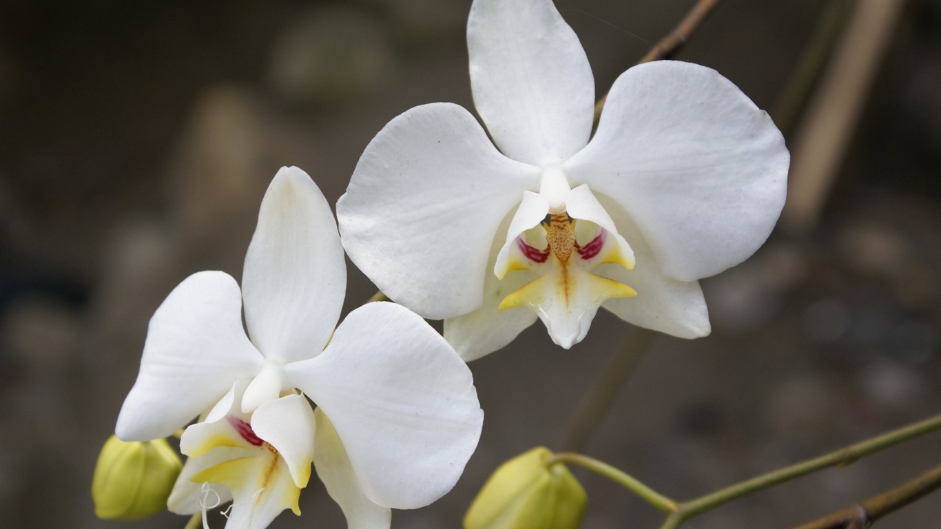 Орхидея обои фото (1) #1 - 1366x768