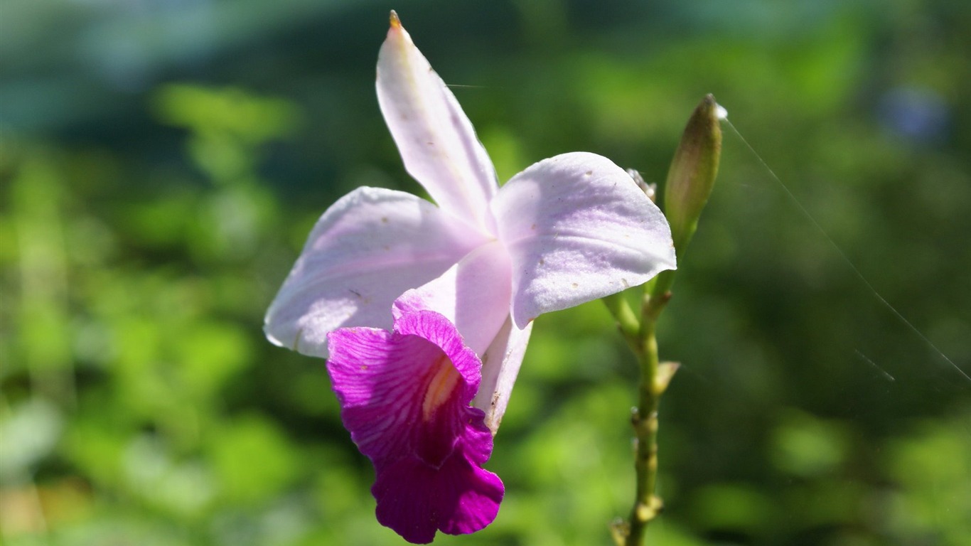 Orquídea foto de fondo de pantalla (1) #7 - 1366x768