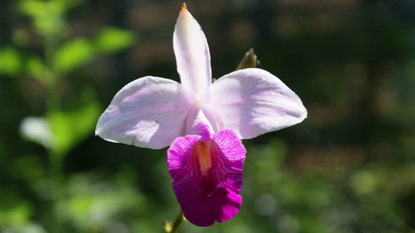Orchid Tapete Foto (1) #8 - 1366x768