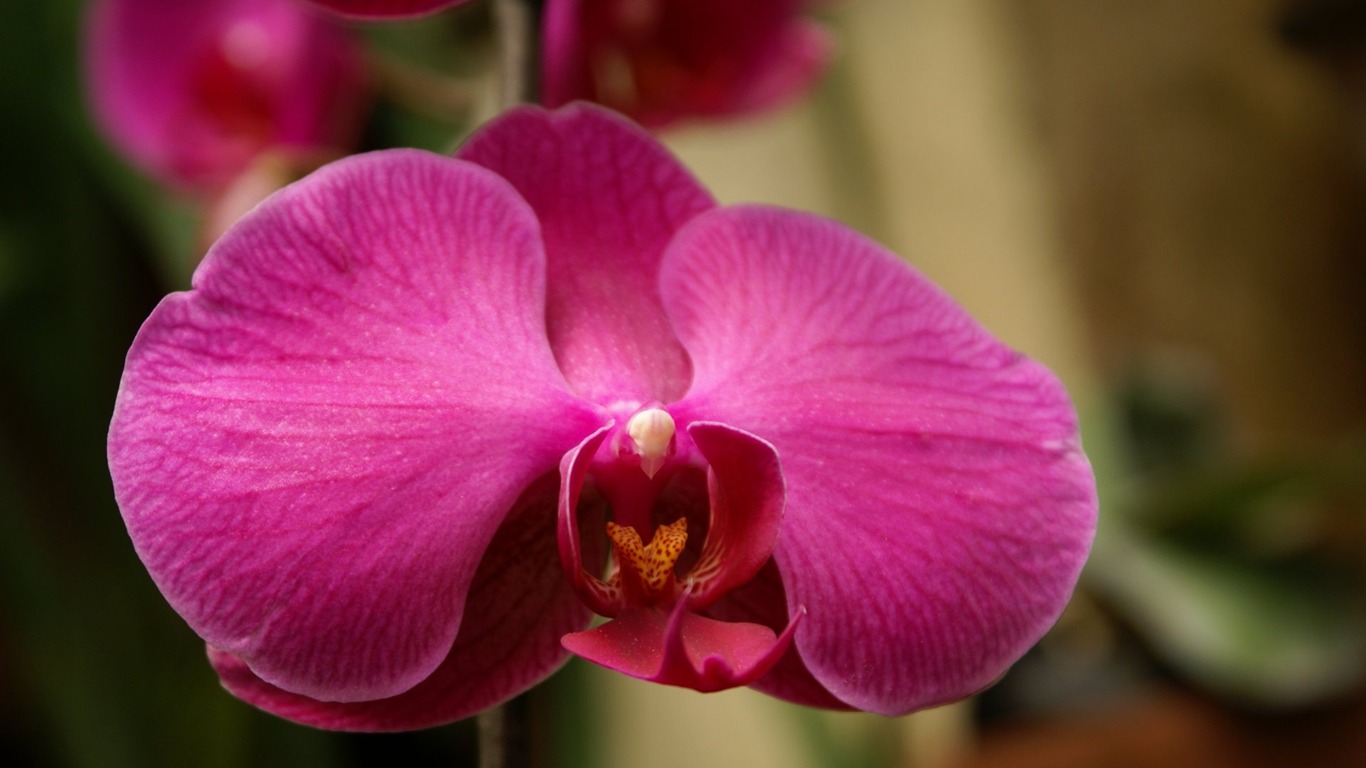 Orchid Tapete Foto (1) #12 - 1366x768