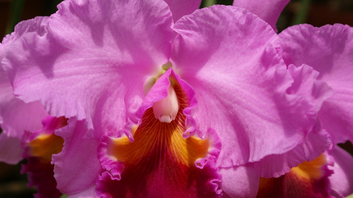 Orchid Tapete Foto (1) #13 - 1366x768