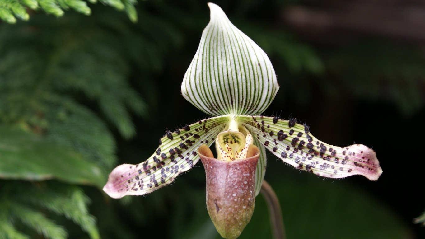 Орхидея обои фото (1) #16 - 1366x768