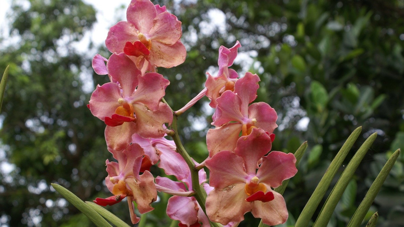 Орхидея обои фото (1) #20 - 1366x768