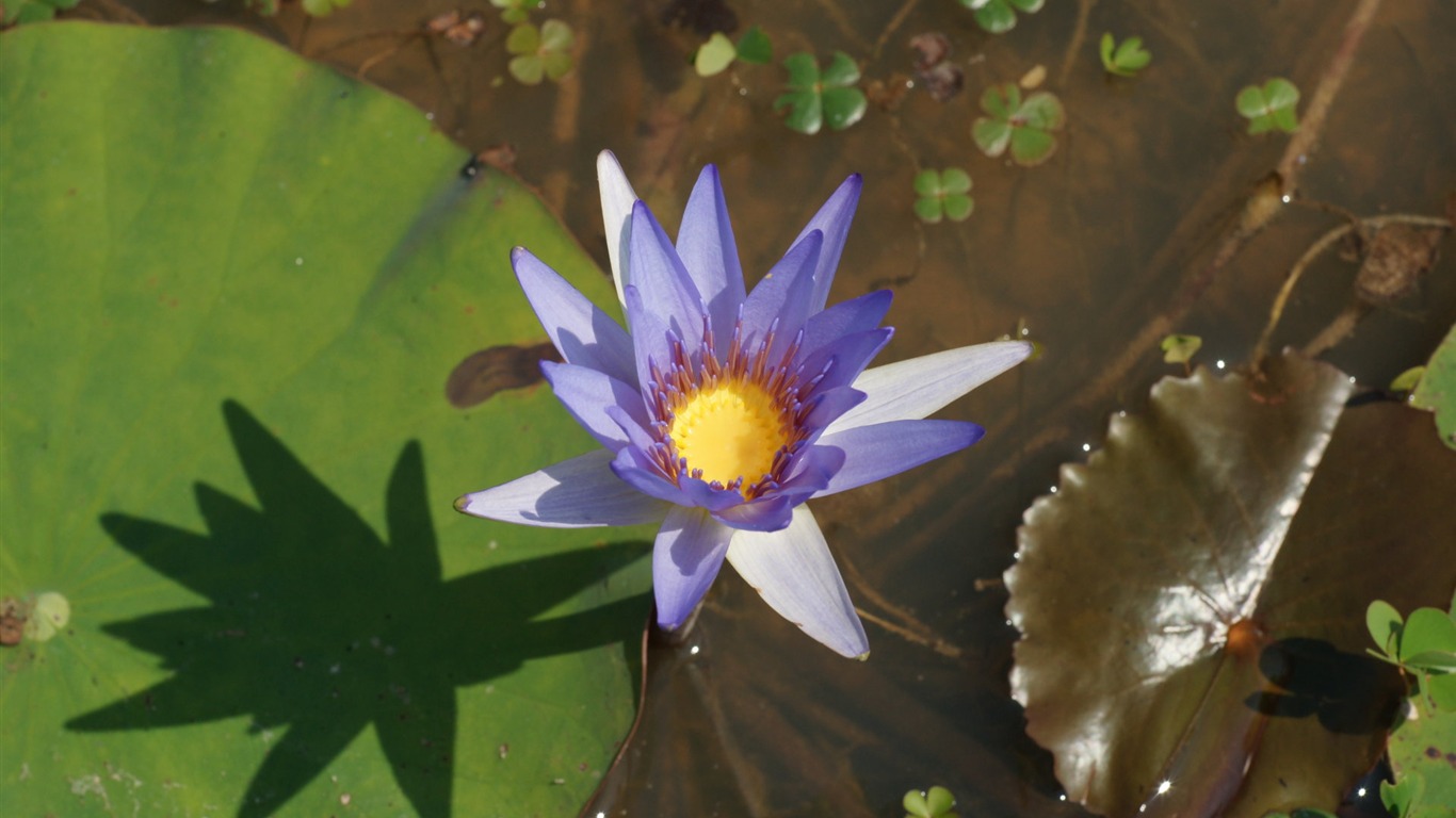 Lotus фото обои (1) #9 - 1366x768
